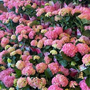 Meet your Posher, Aamanda